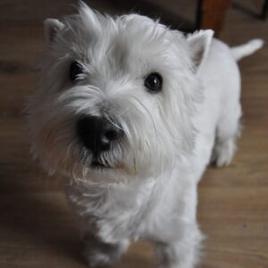 Tzolelet and his mouse